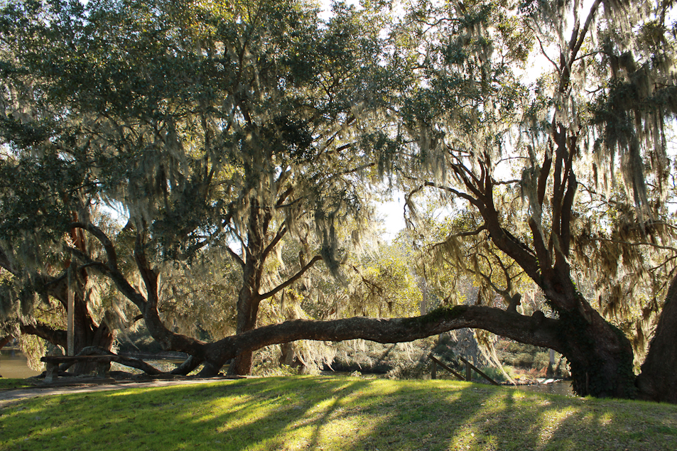 Middleton Plantation