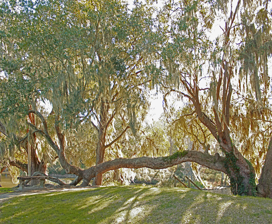 Middleton Plantation